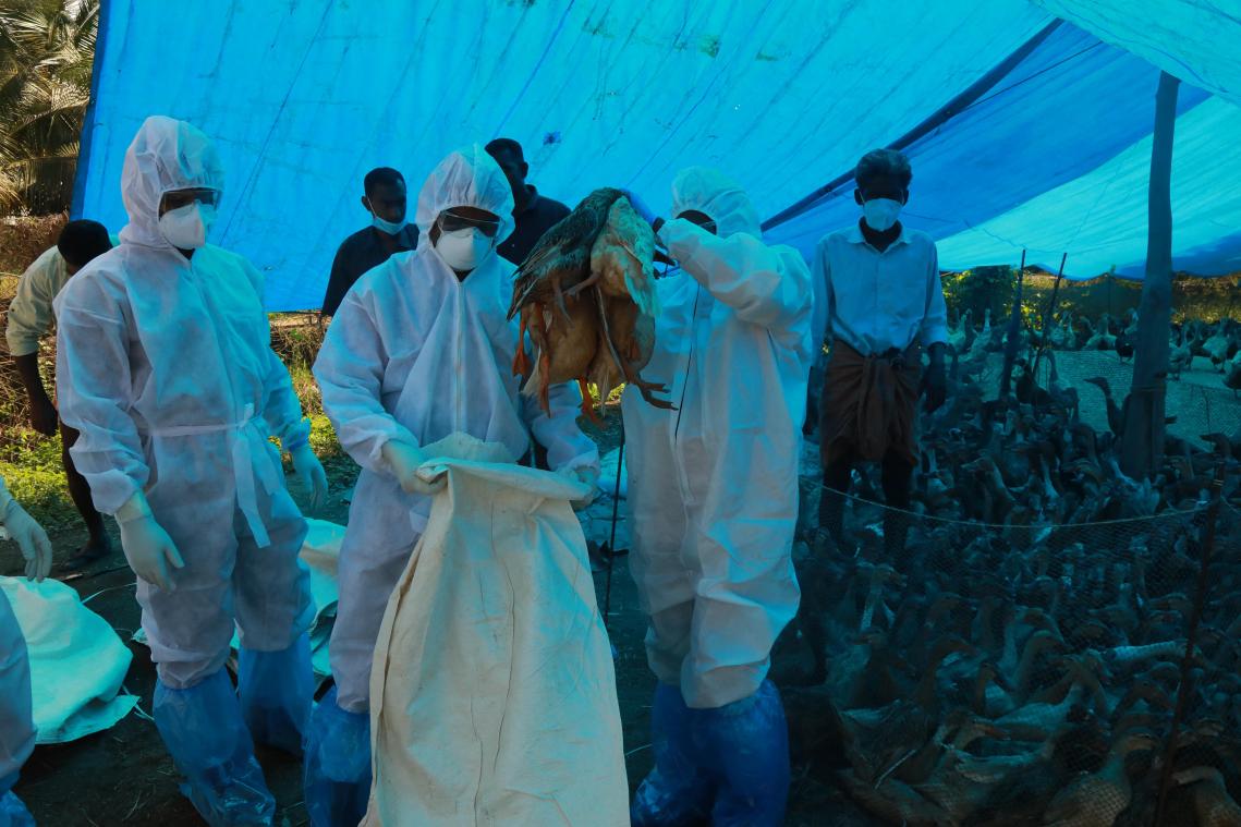Eerste vogelgriepbesmetting bij mens in China: «Risico op epidemie extreem laag»