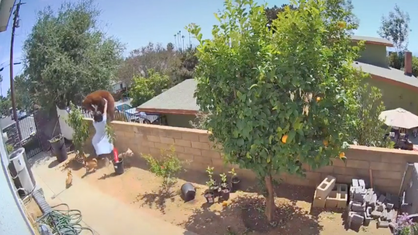 WOW! Tiener vecht met beer om hond te redden (video)