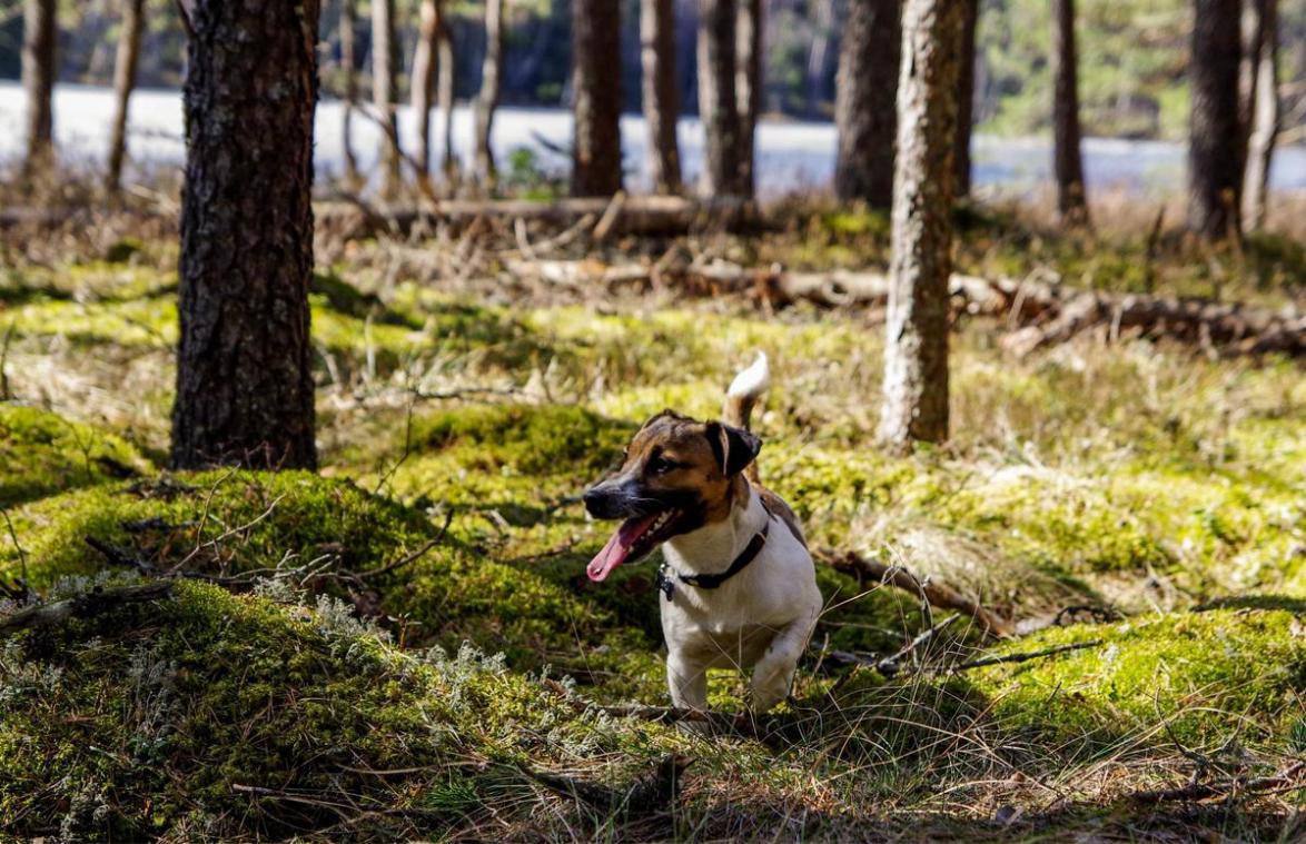 Man uitgelachen door omstaanders wanneer hij de ‘hilarische’ naam van zijn hond roept