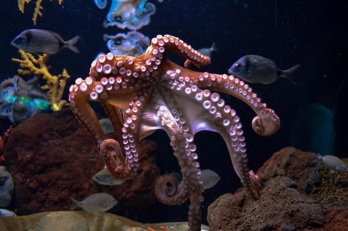 OOH. Schattige octopus verstoort fotoshoot (video)