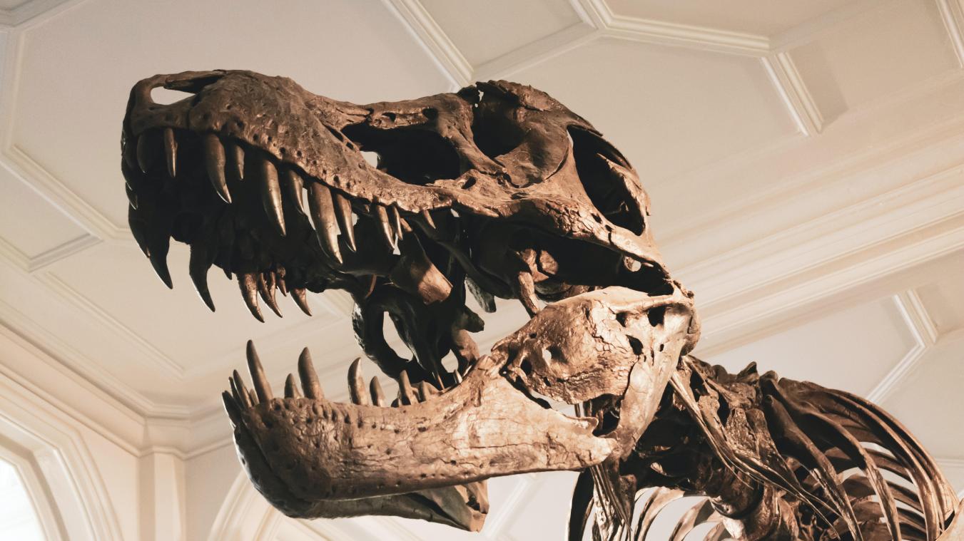 Enorme titanosaurus in Australië blijkt nieuwe soort