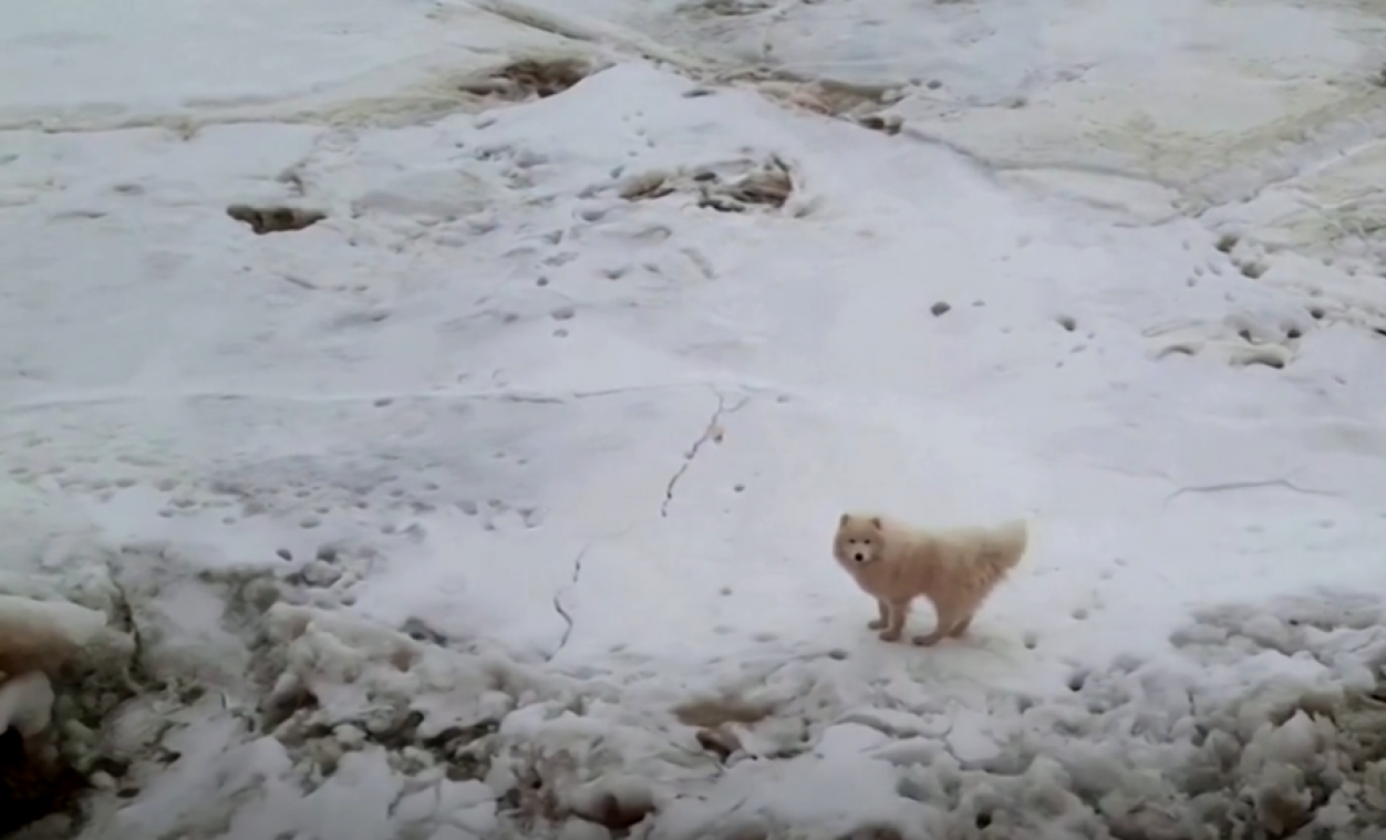 Wat een helden: Russische zeelieden redden hondje van barstend Noordpoolijs (video)