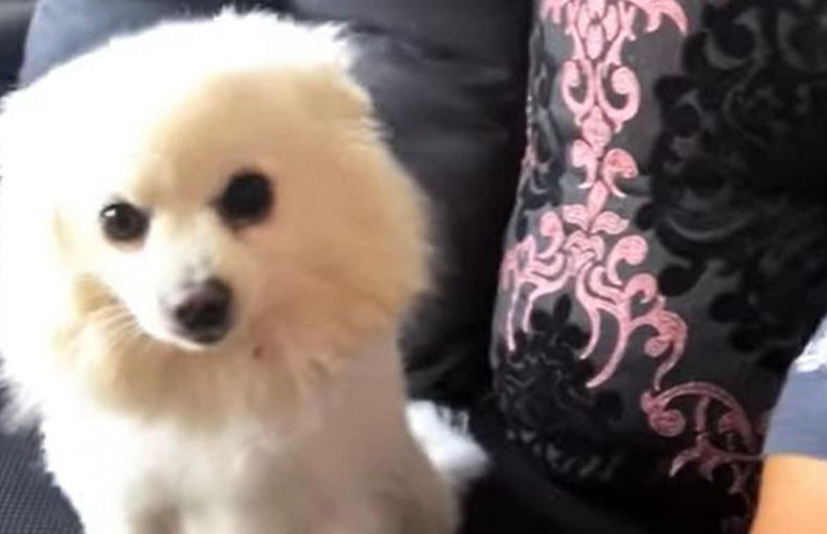 SCHATTIG! Hondje weet maar al te goed hoe hij moet poseren voor de camera (video)