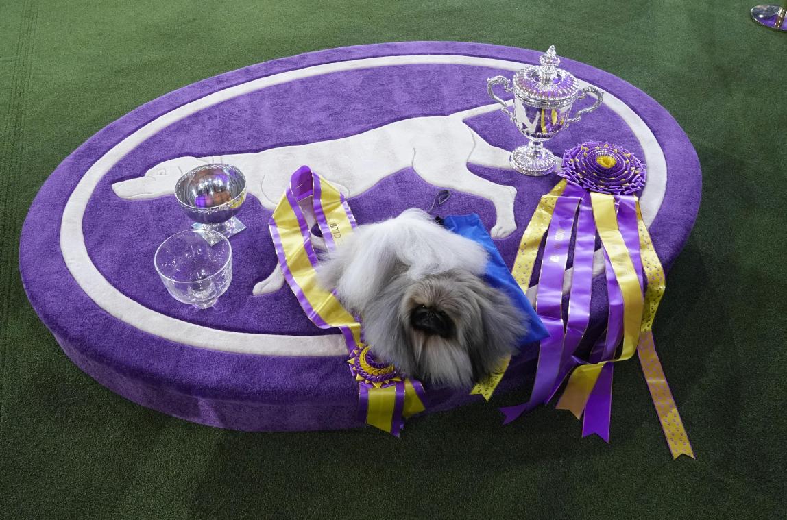 Dit is officieel de mooiste hond van de VS (foto’s)