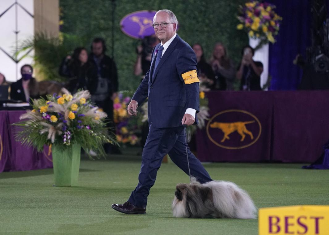 ‘Mooiste hond van de VS’ veroorzaakt ophef: «Het is dierenmishandeling»