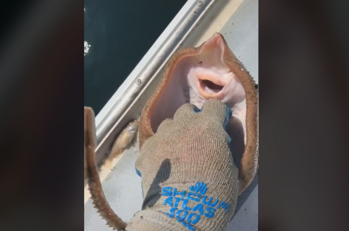 Nieuwe TikTok-trend haalt woede van dierenliefhebbers op de hals: «Niet schattig»
