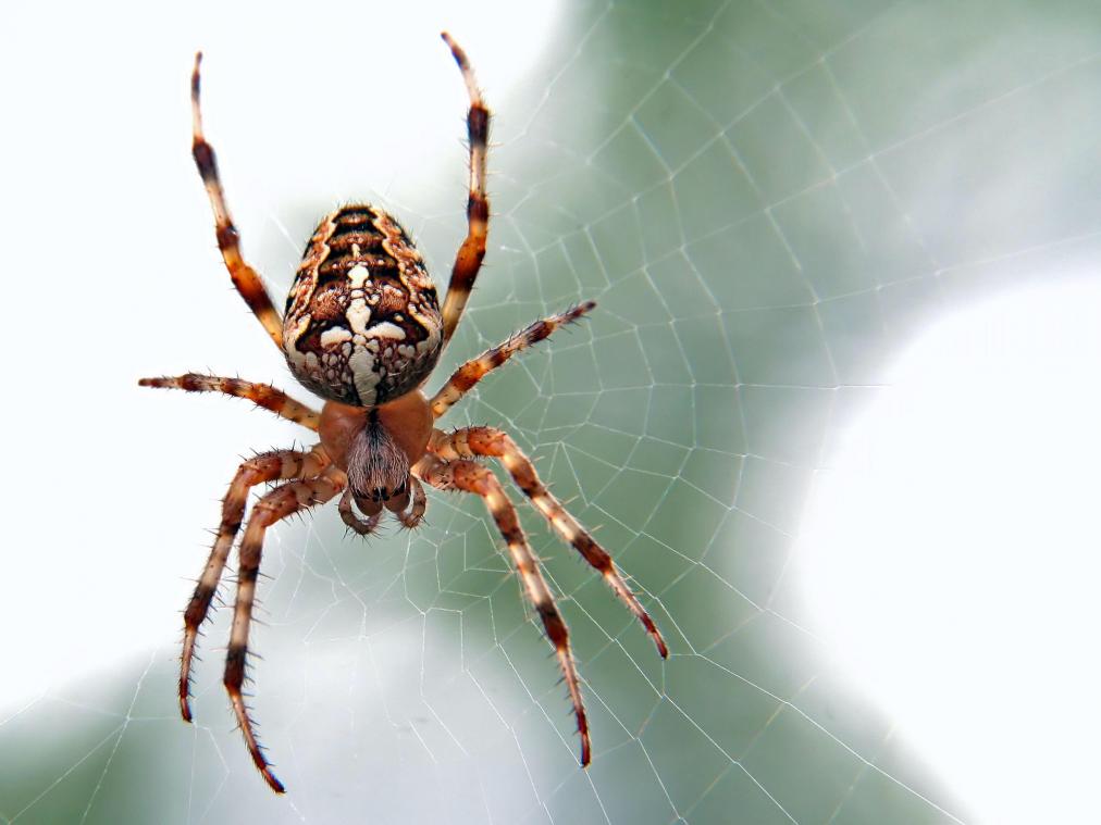 BIZAR. Miljoenen spinnen bedekken Australische natuur met hun webben (foto’s)