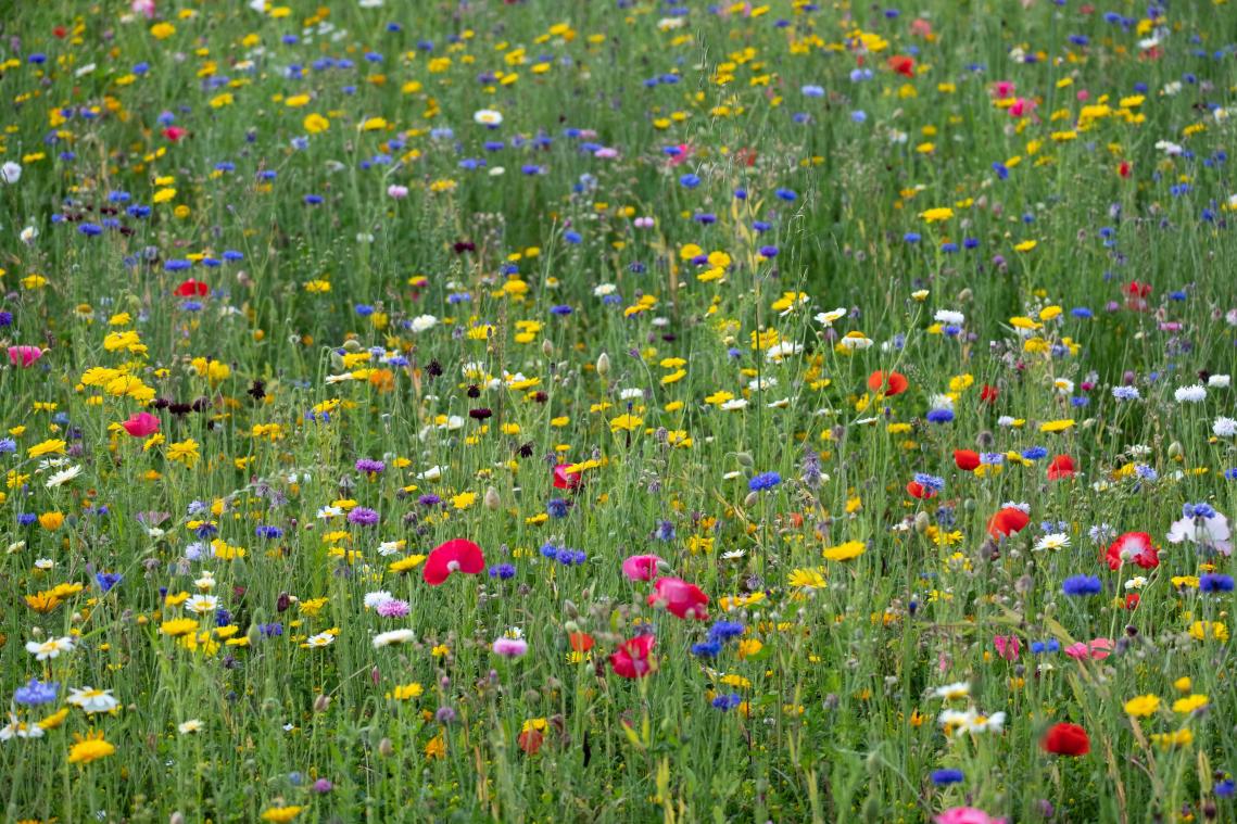 Last van hooikoorts? Zeven tips om pollen uit je huis te bannen