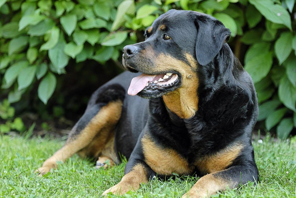BIZAR. Vrouw moet zich voor rechter verantwoorden voor seks met haar hond