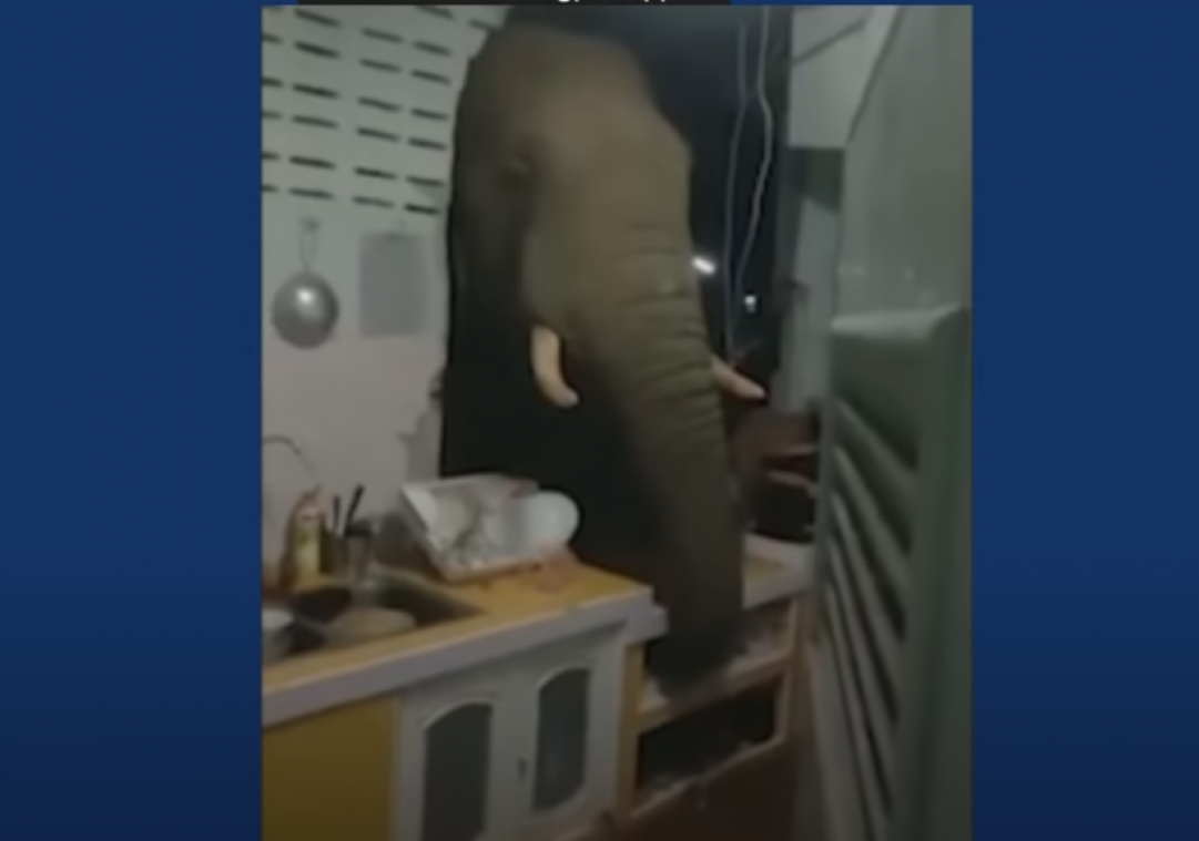 Krachtpatser: olifant breekt door muur om eten te stelen uit keuken (video)