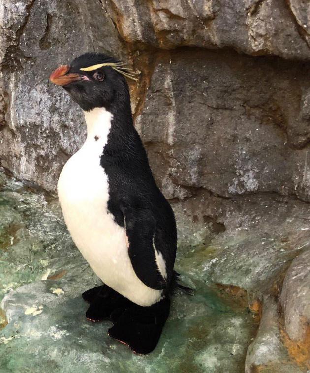 SCHATTIG! Pinguïn gaat viraal met speciale schoentjes tegen artritis (foto)