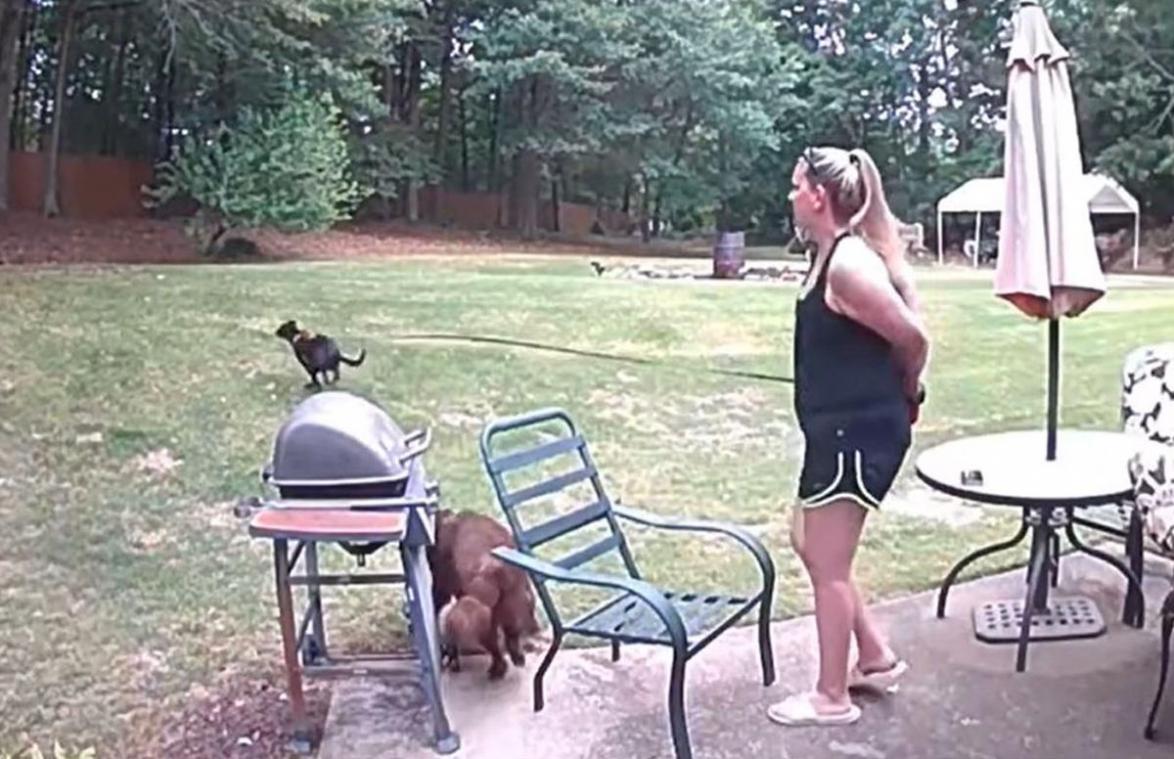 Vrouw houdt hond netjes aan leiband, maar dan ziet hij een eekhoorn... (video)