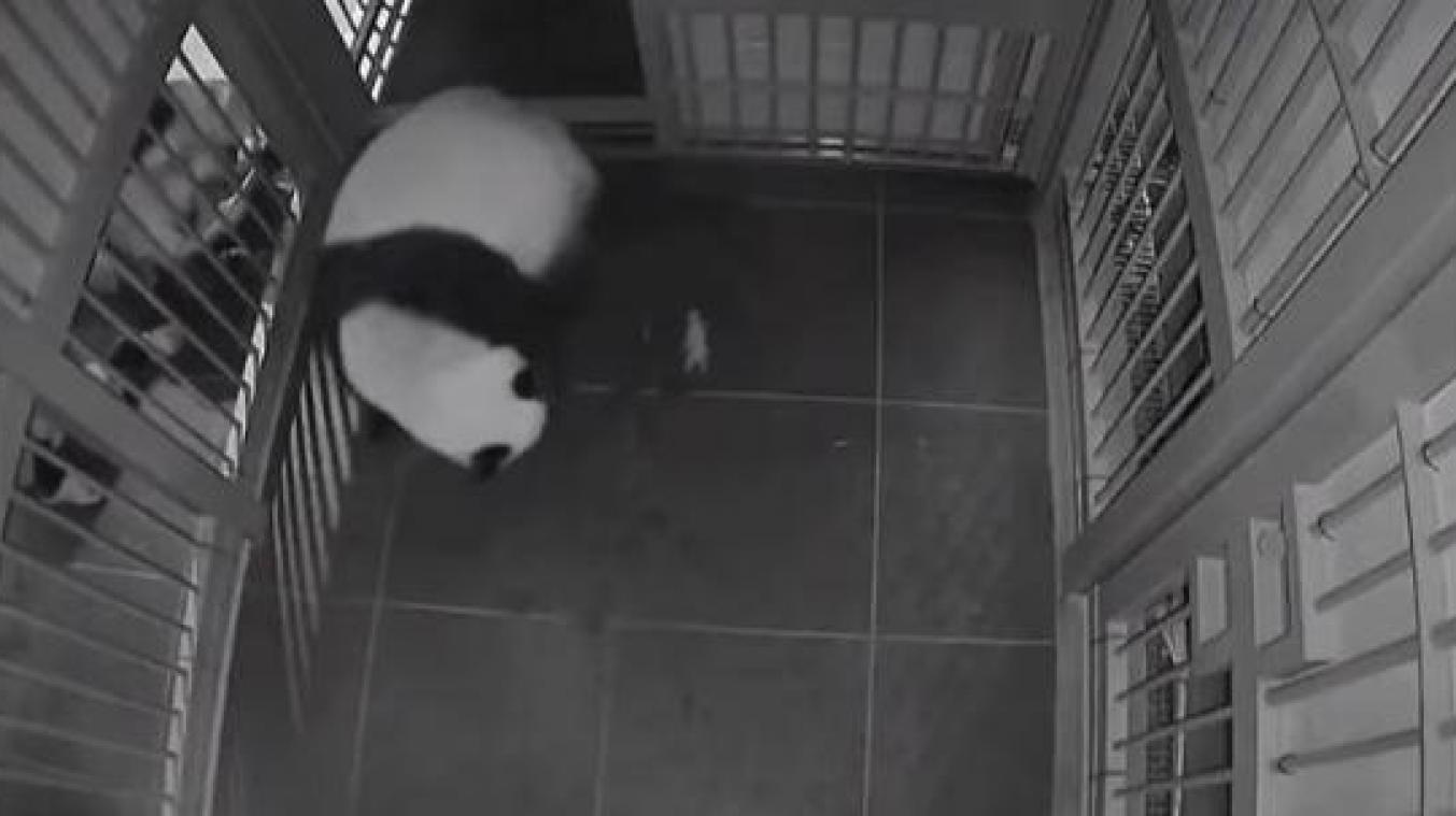 SCHATTIG! Pandatweeling geboren in Tokio (video)