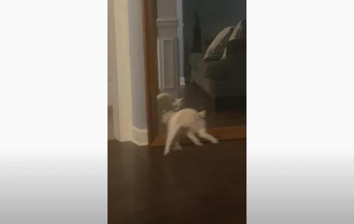Hilarisch: kitten schrikt zich een hoedje door eigen spiegelbeeld (video)
