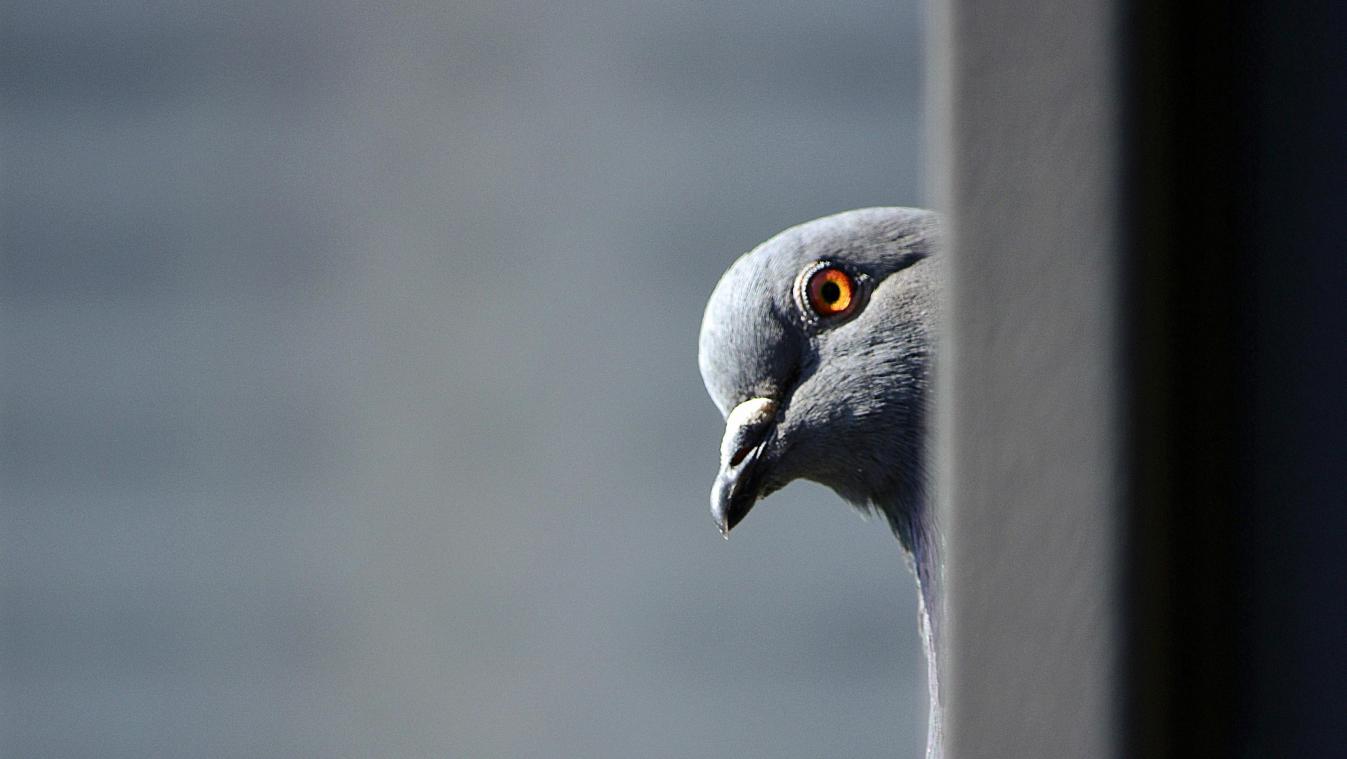 Boze buurman hakt boom in tweeën vanwege ruzie over duivenpoep