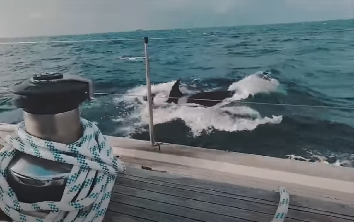 Orka’s vallen zeiljacht aan en zetten tanden in roer: «Twee uur lang doodsangsten uitgestaan» (video)