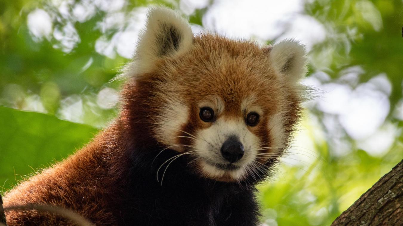 OEPS. Dierentuin Duisburg is een rode panda kwijt
