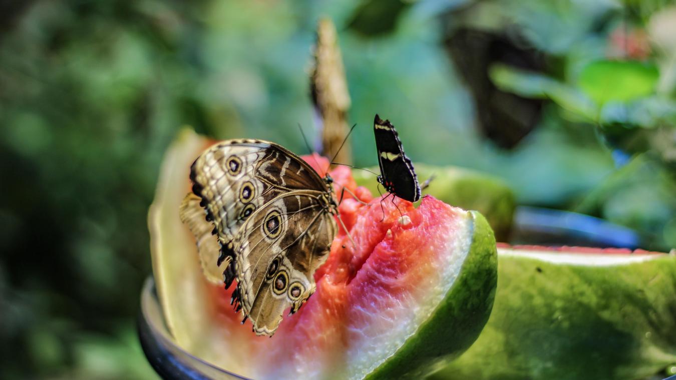 Chocolade en macaroni? Er zitten meer insecten in je eten dan je denkt