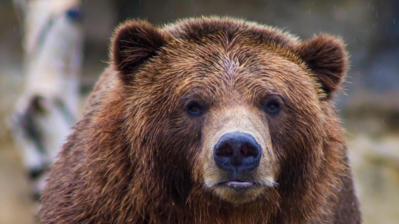 BIZAR. Dierentuin in Californië vaccineert dieren tegen coronavirus