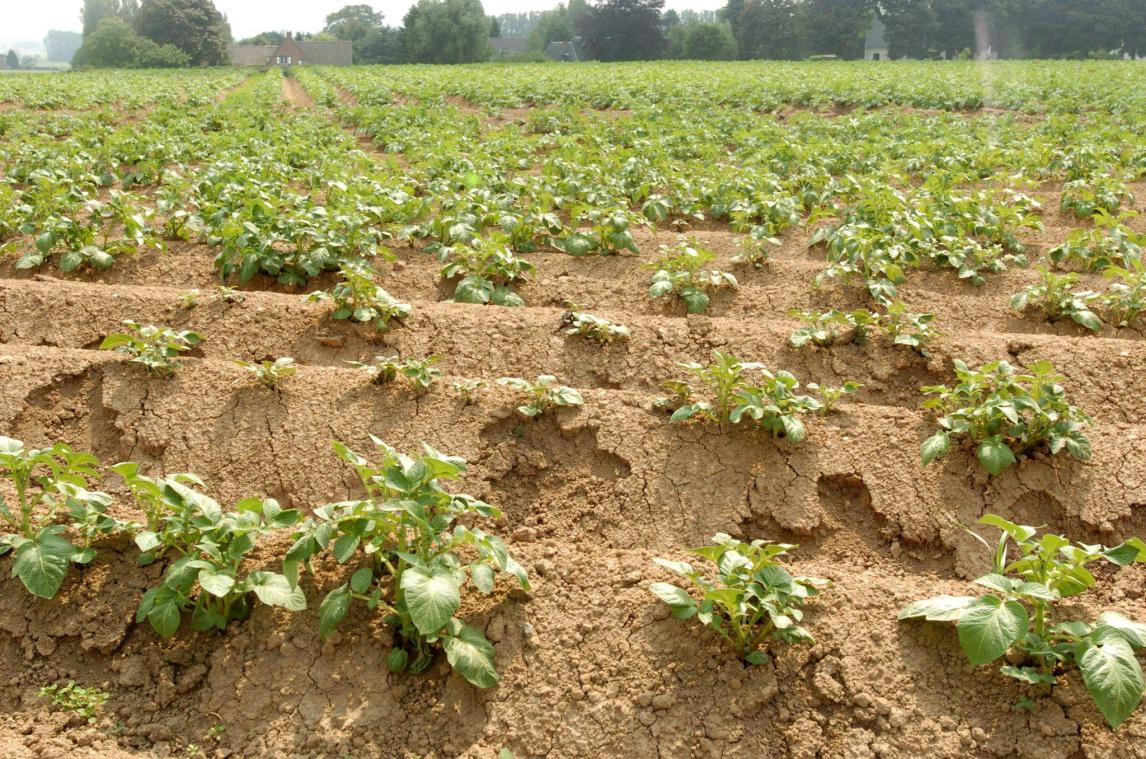 Vlaming kocht in 2020 meer bioproducten