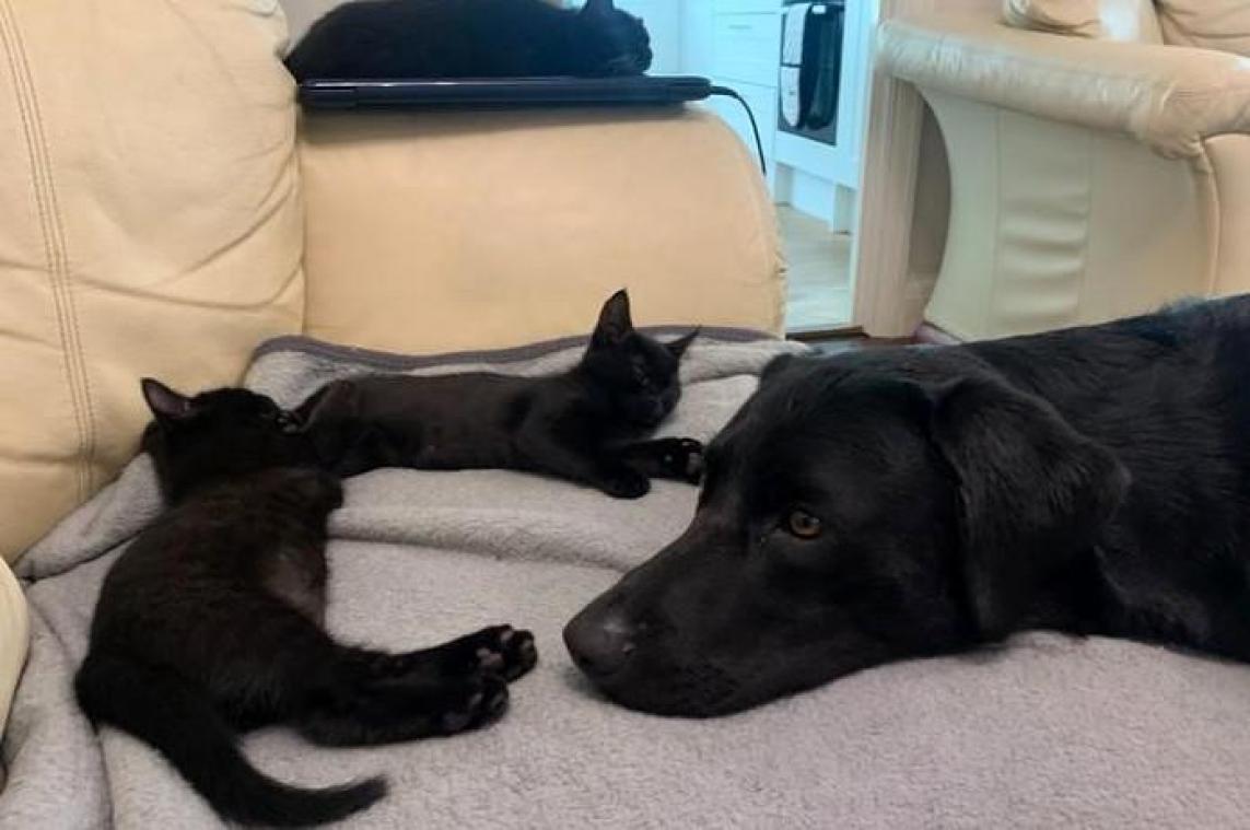 LIEF. Asielhond adopteert zeven kittens die op straat zonder moeder werden gevonden (foto’s)