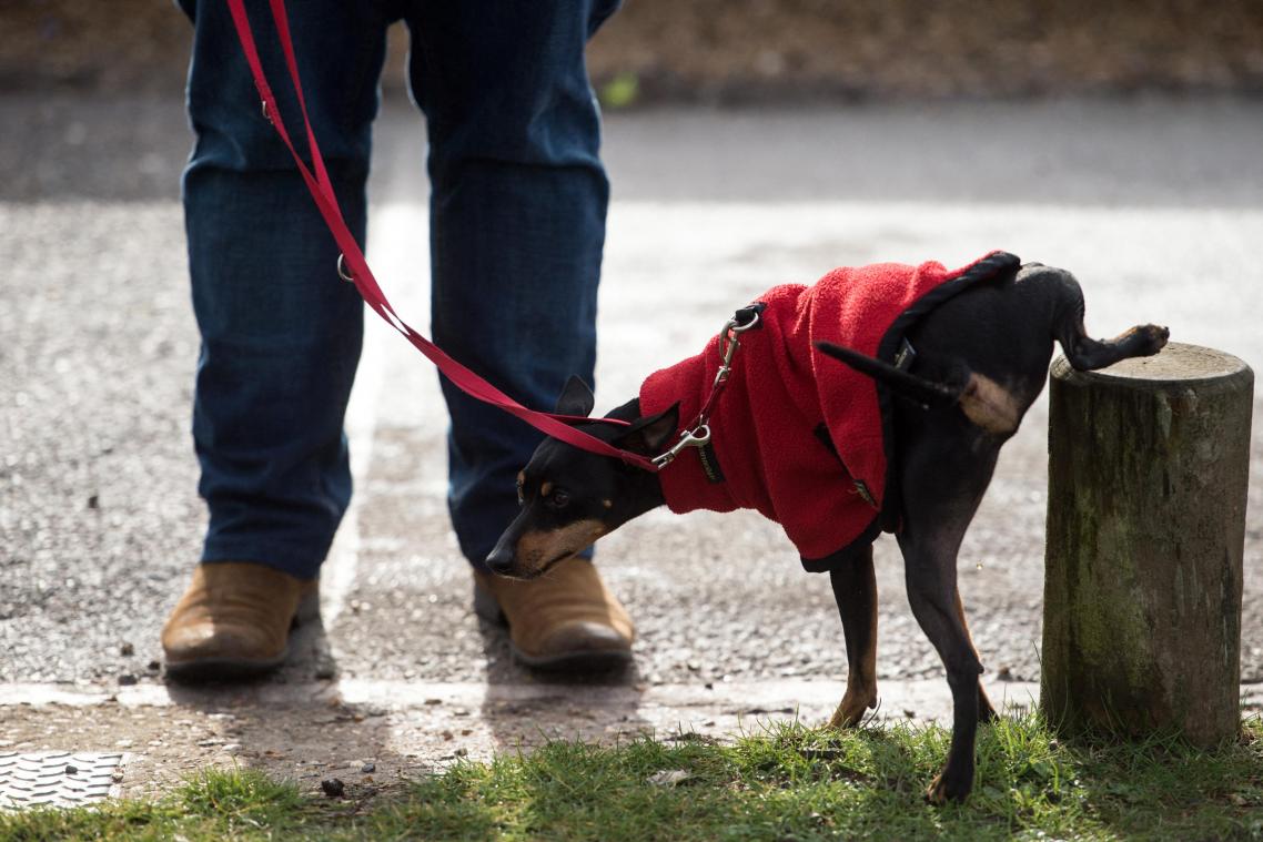 Honden doen ‘pispaal’ van verkeerslicht omvallen met hun urine
