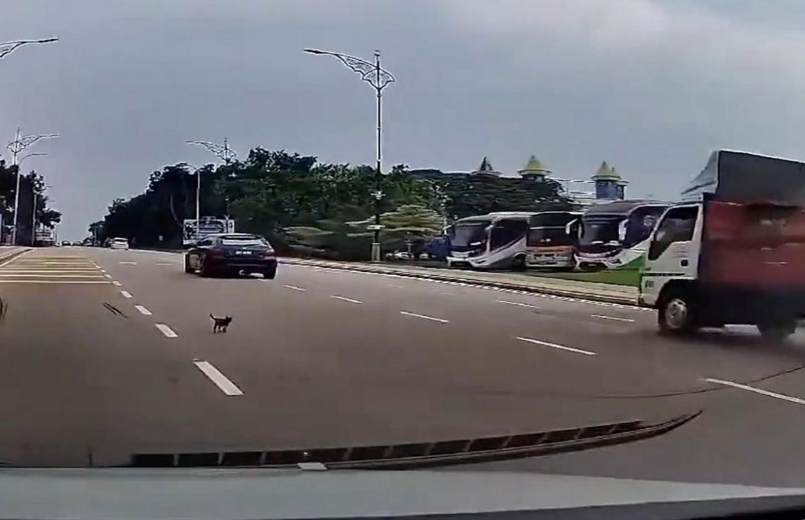 Man redt leven van kitten die in paniek rondloopt op drukke straat (video)