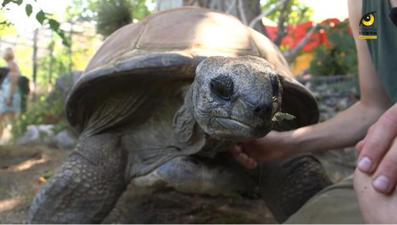 Reuzenschildpad Schurli op minstens 130-jarige leeftijd in Weense zoo overleden