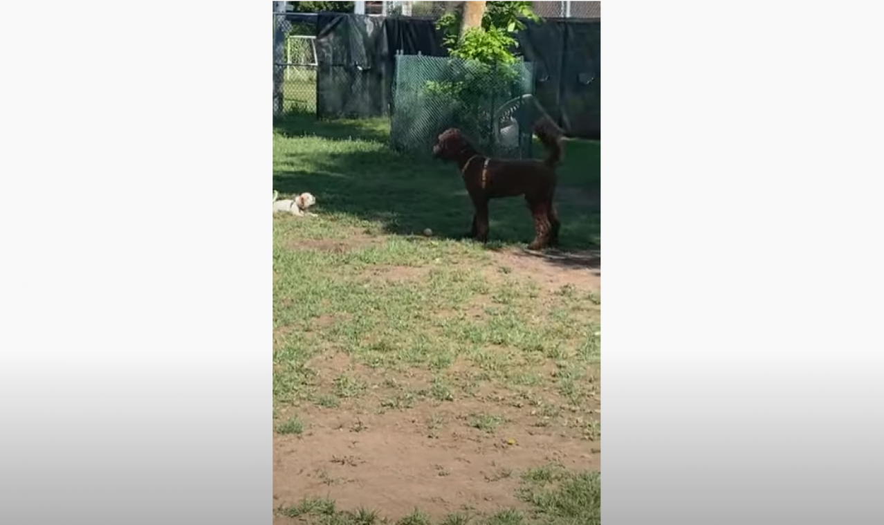Hondje daagt grote speelkameraad uit, maar heeft daar onmiddellijk spijt van … (video)