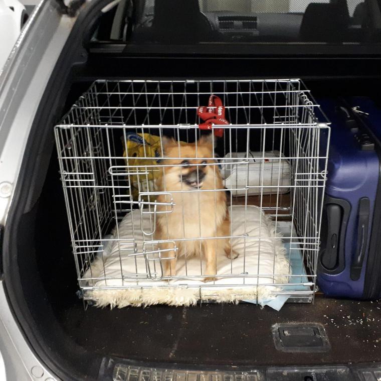 Agenten redden hond uit autokoffer: «Moeilijk om kalm te blijven»