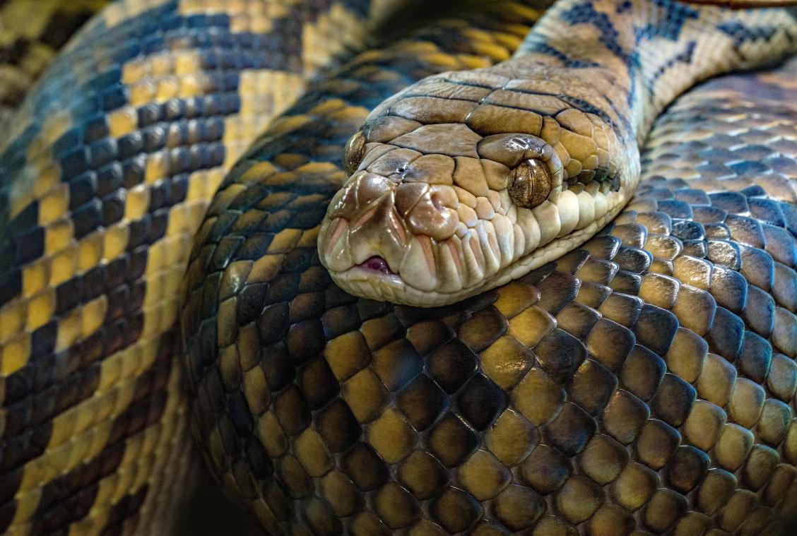 HELP. Python van drie meter ontsnapt in Duitsland