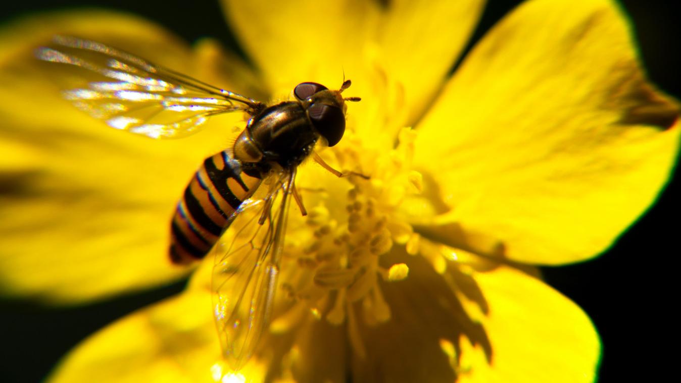 België vervoegt High Ambition Coalition for Nature and People tegen verlies biodiversiteit