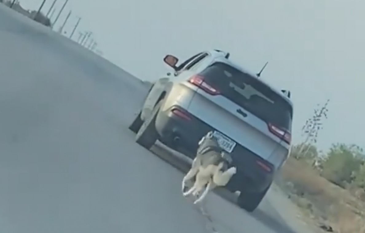 Man dumpt hondje langs kant van de weg, maar dat wil van geen wijken weten: «Hartverscheurend» (video)