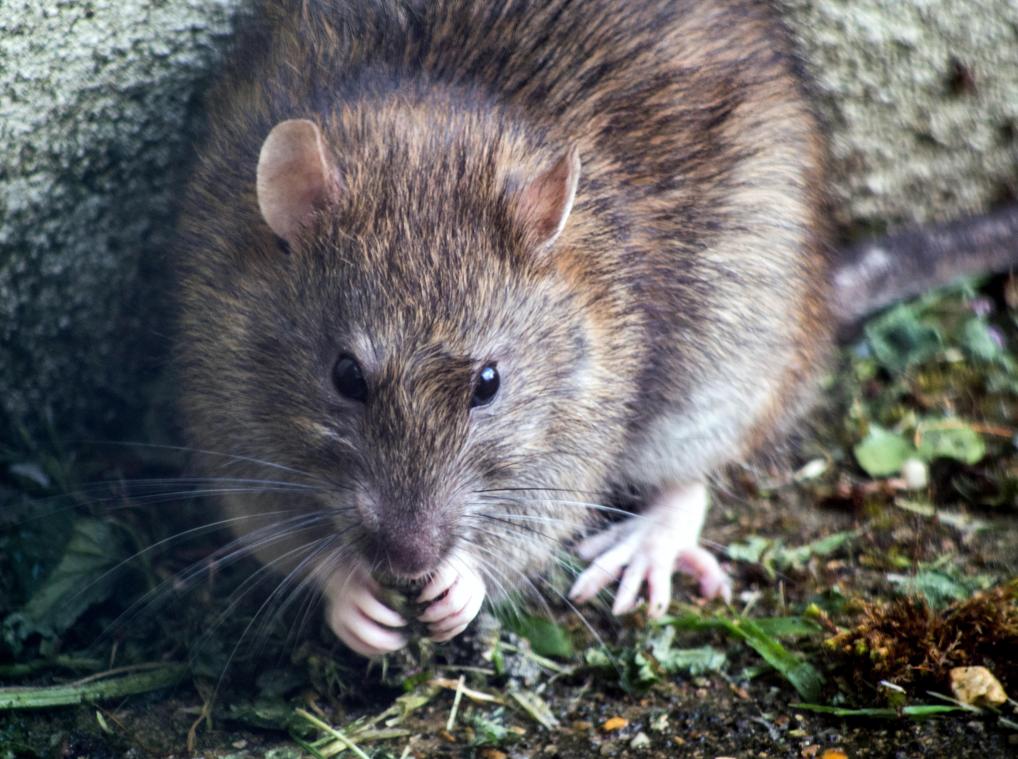 Is de pest terug? Amerikaans meisje overlijdt aan de zwarte dood
