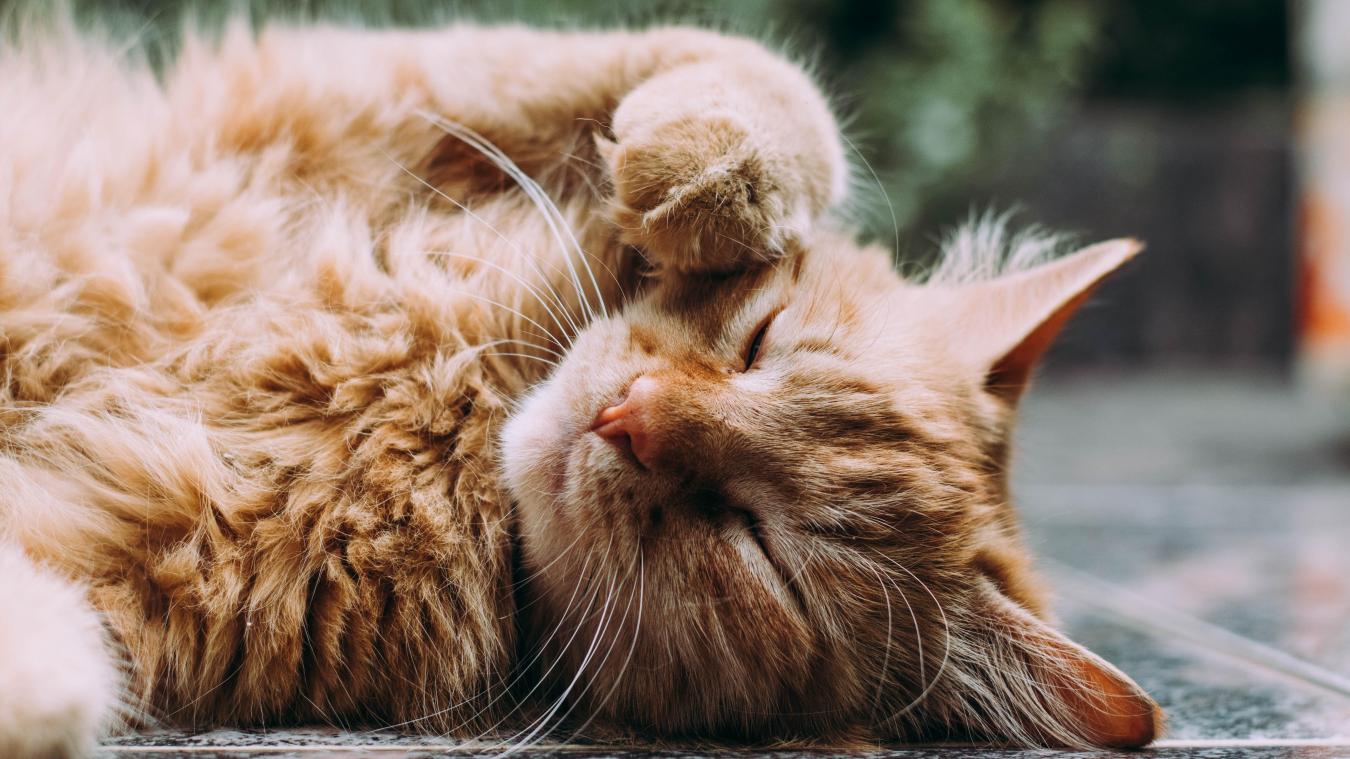 Zo zorg je ervoor dat je kat meer affectie toont