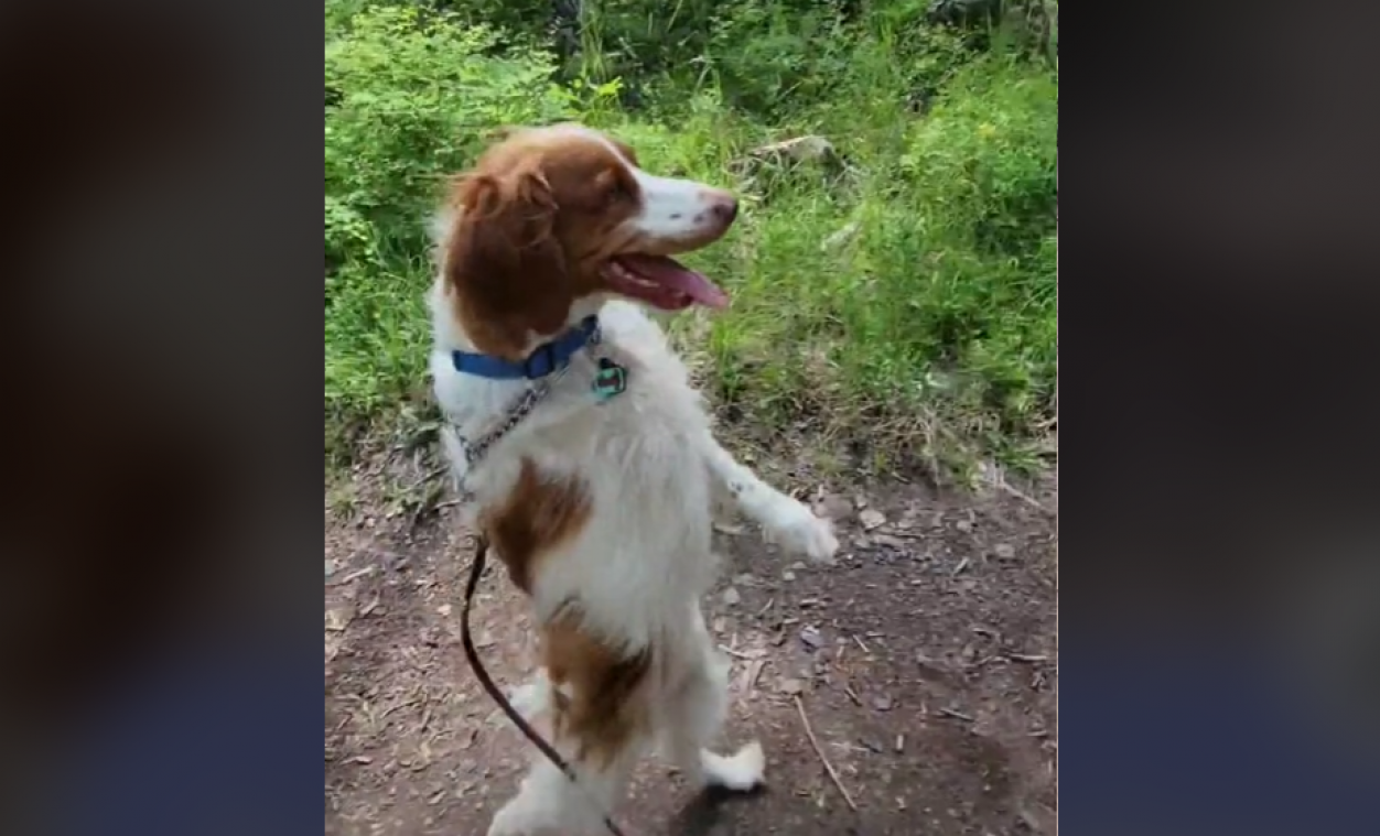 SCHATTIG. Hondje met drie poten loopt net zoals mens (video)
