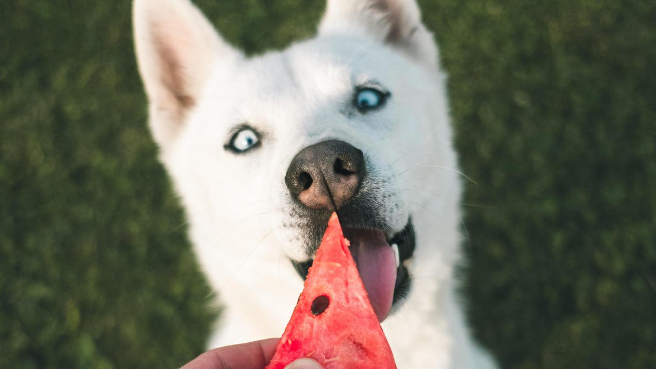 Deze dingen geef je beter nooit aan je hond te eten