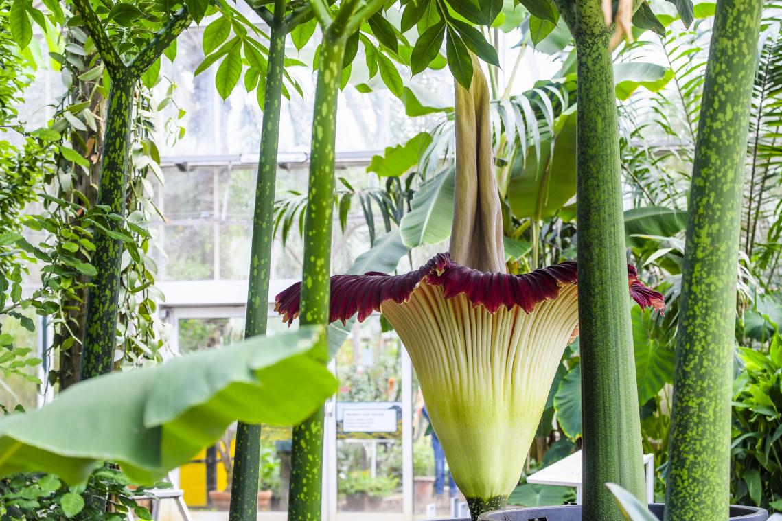 Tweede reuzenaronskelk in bloei in Plantentuin Meise