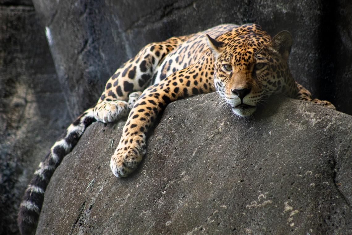 Man pest jaguar in dierentuin en belandt in ziekenhuis