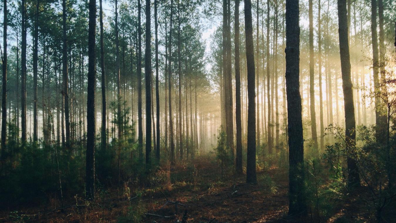 Klimaatneutraal worden via herbebossing is rampzalig voor landbouwgrond
