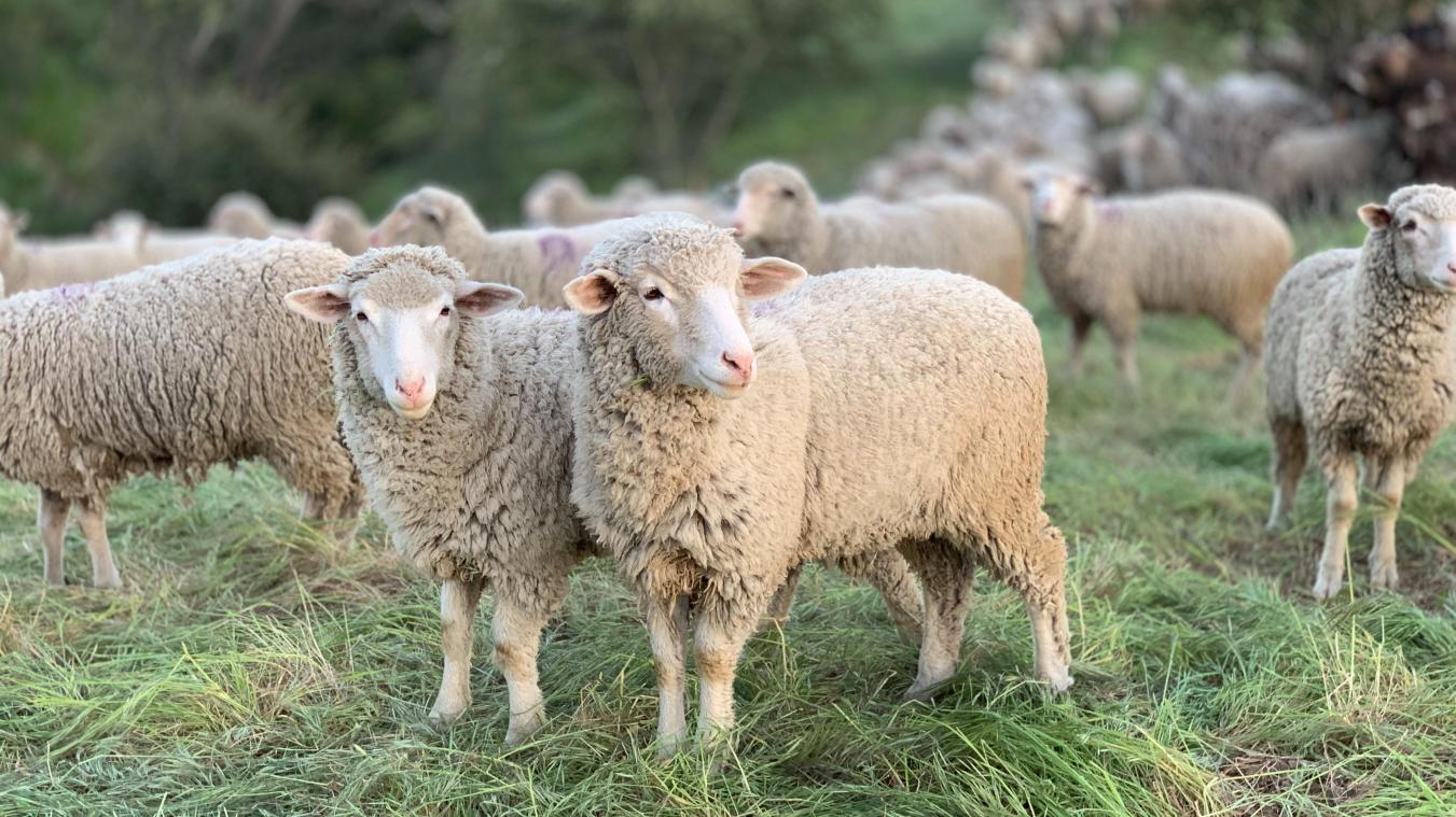 Welkom Wolf lanceert crowdfunding voor getroffen schapenhouder