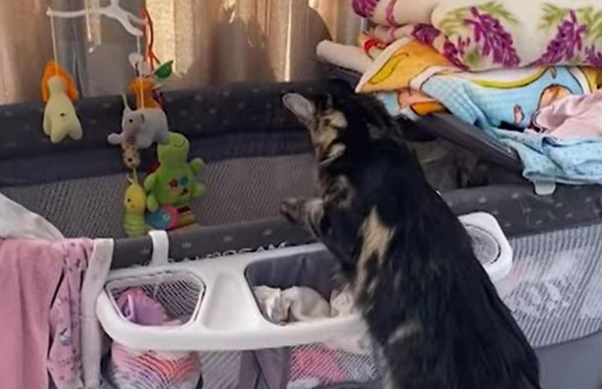 SCHATTIG! Baby huilt in bedje, maar dan komt kat haar troosten... (video)