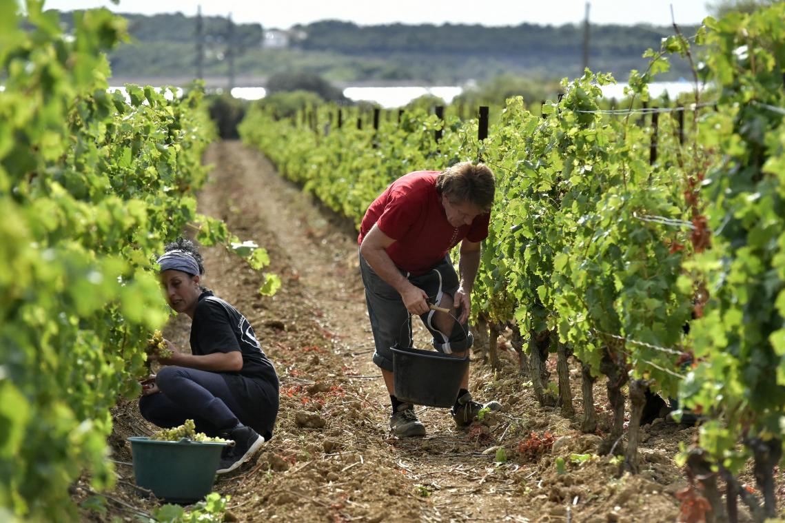 Slecht nieuws voor wijnliefhebbers: Franse productie in 2021 «historisch laag»