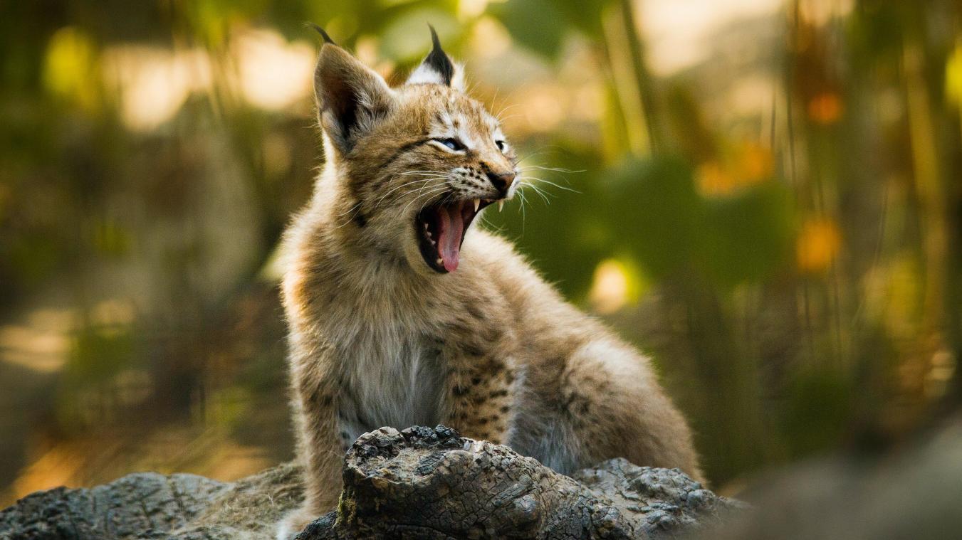 JOEPIE! Nieuw videobewijs van aanwezigheid lynx in België