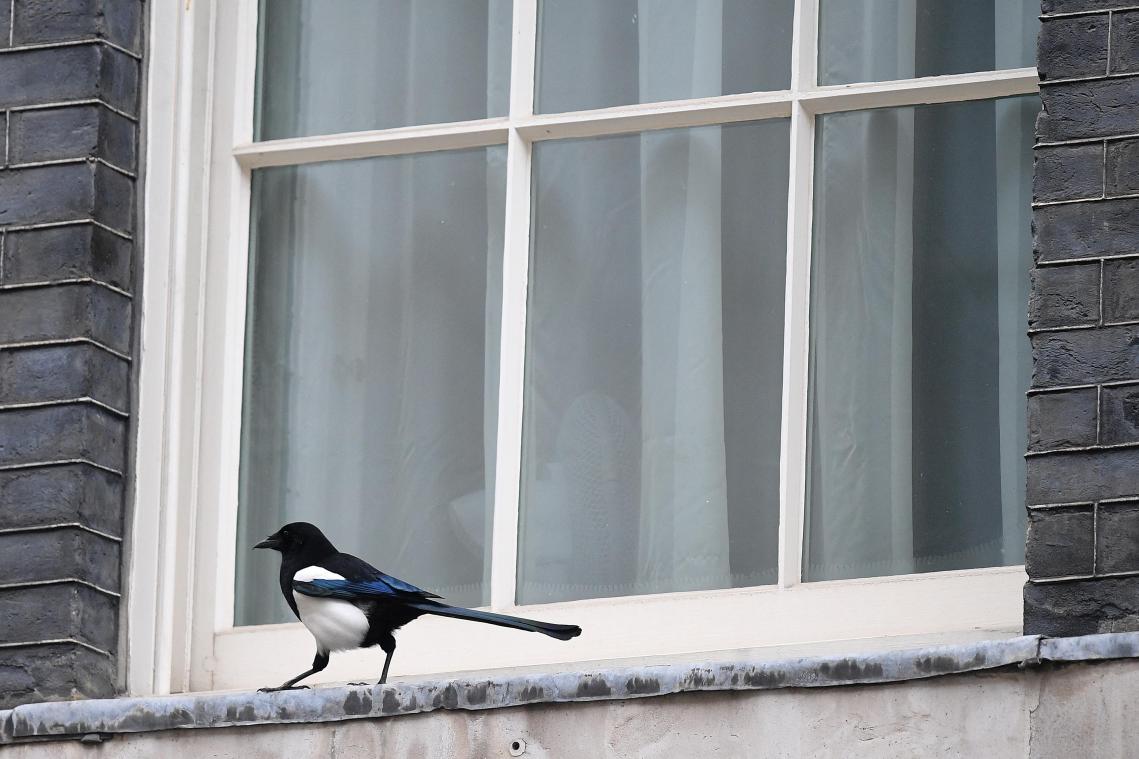 Baby sterft na aanval door ekster