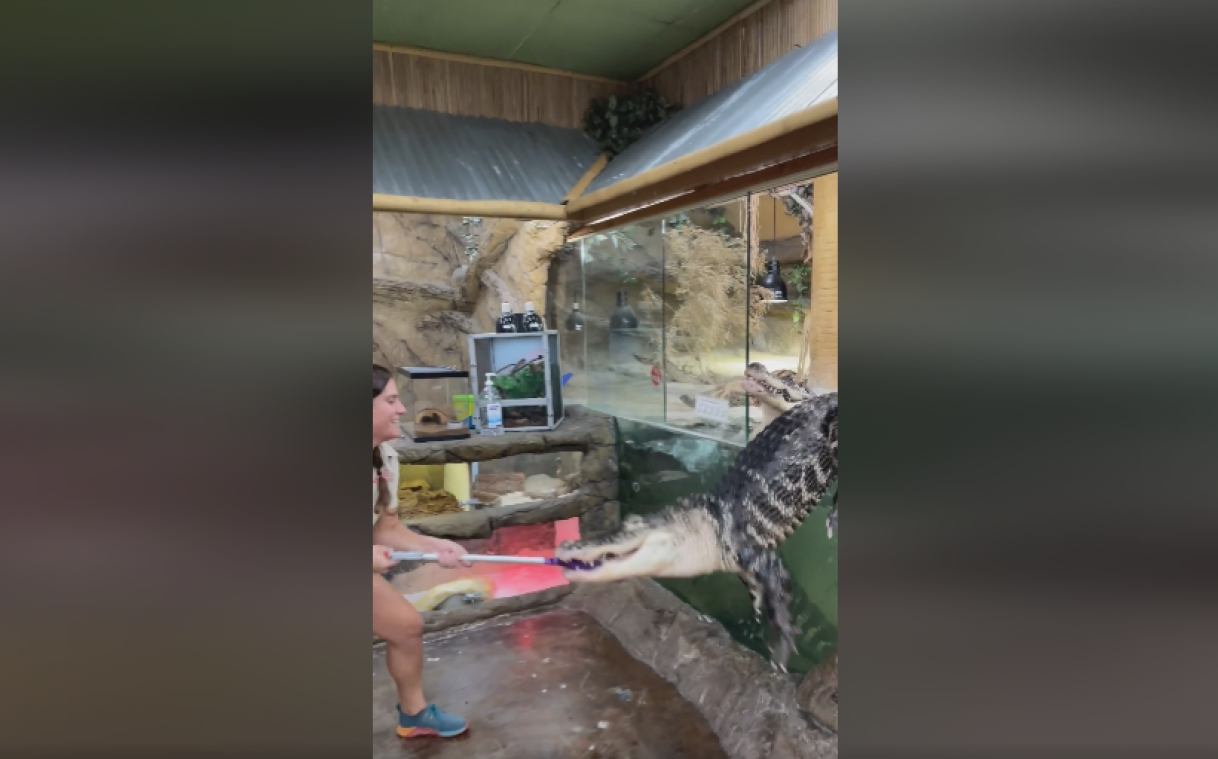 OH NEE! Voedermoment van gigantische alligator gaat angstaanjagend mis (video)