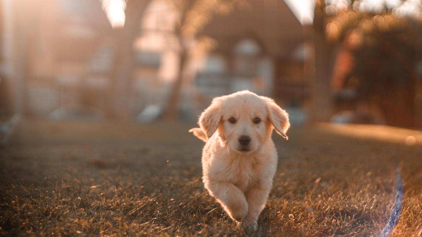 Deze start-up belooft je hond langer te doen leven