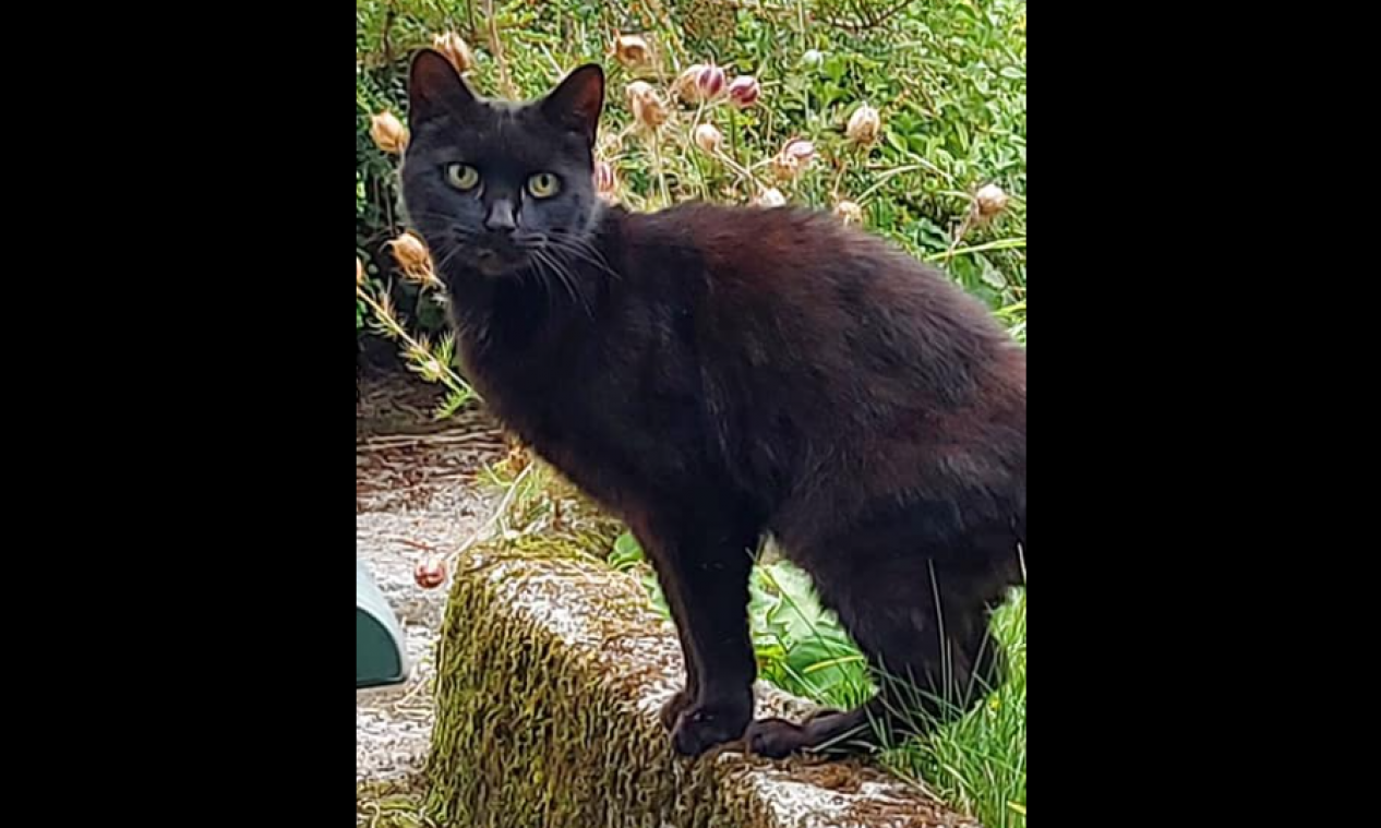 Kater Piran