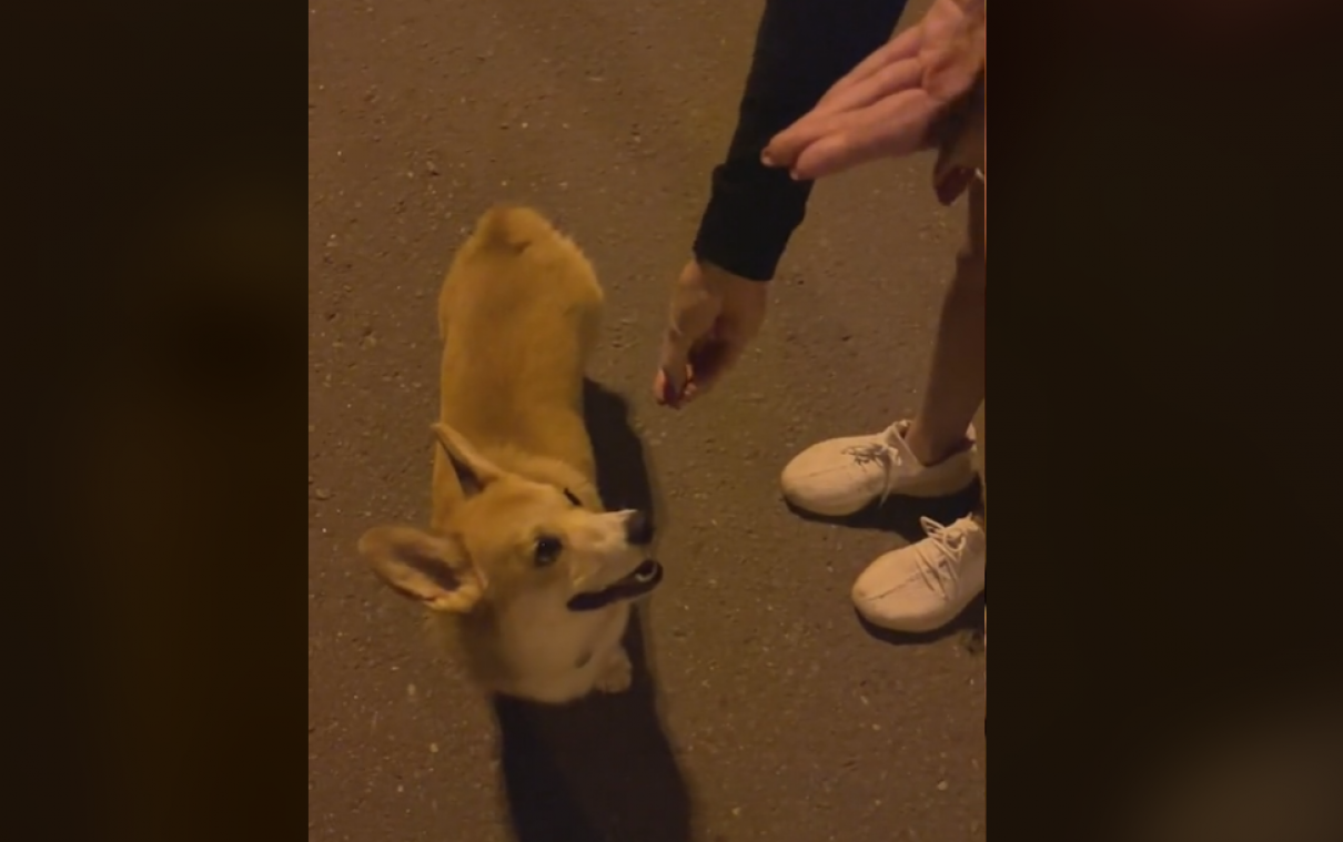 Hilarisch: hond denkt dat hij snoepjes krijgt, maar baasje bedot hem (video)