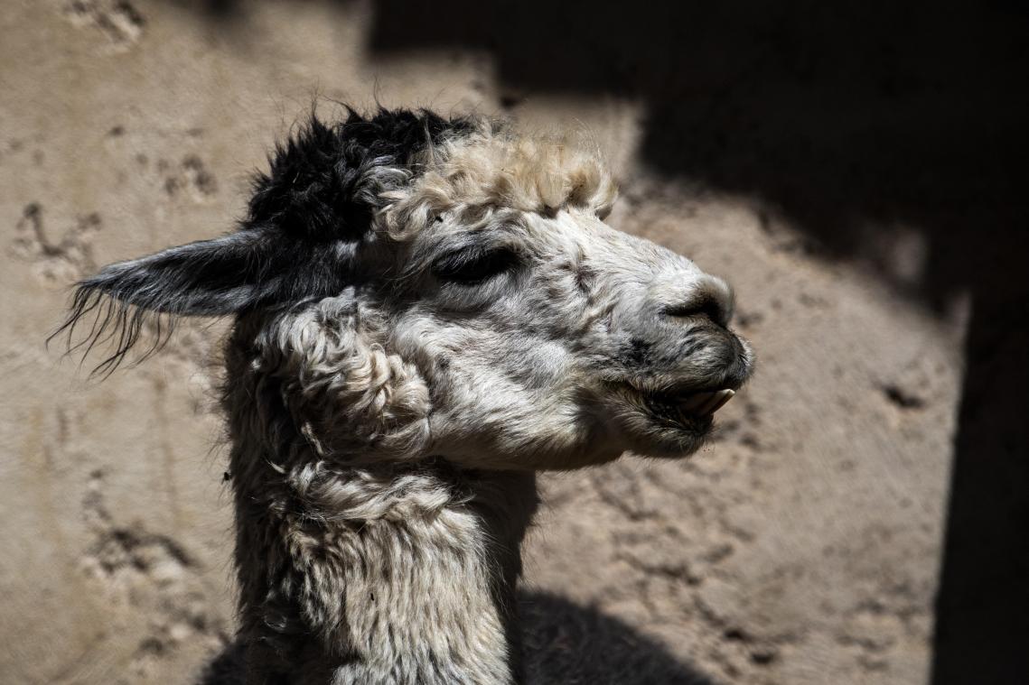 Lama in de Franse Thoiry Zoo.